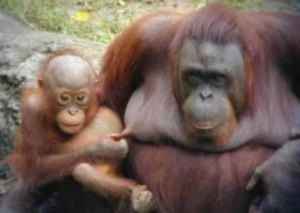 53-orangutan-nipple-pinch.jpg?w=300&h=213