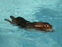 Swimming_bunny