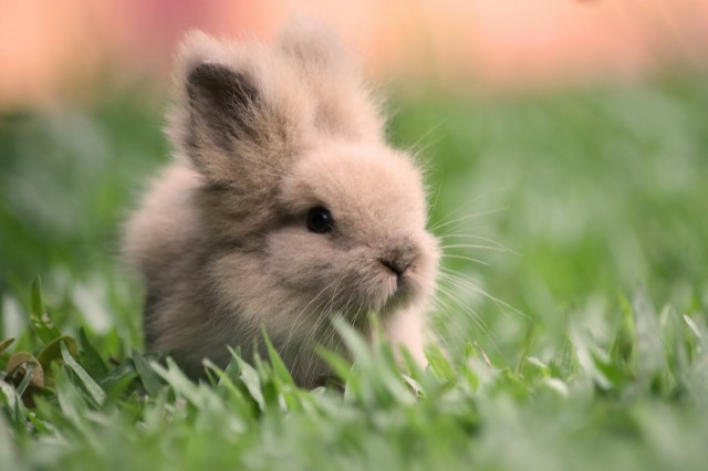 cute-bunny-pictures-003