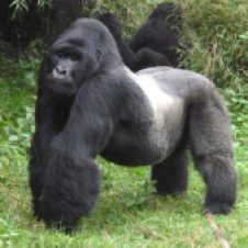 silverback-mountain-gorilla